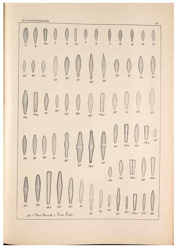 Reproducción/Reproduction 49385600941: Atlas der Diatomaceen-Kunde /. Leipzig :O.R. Reisland,[1874-19.. 
