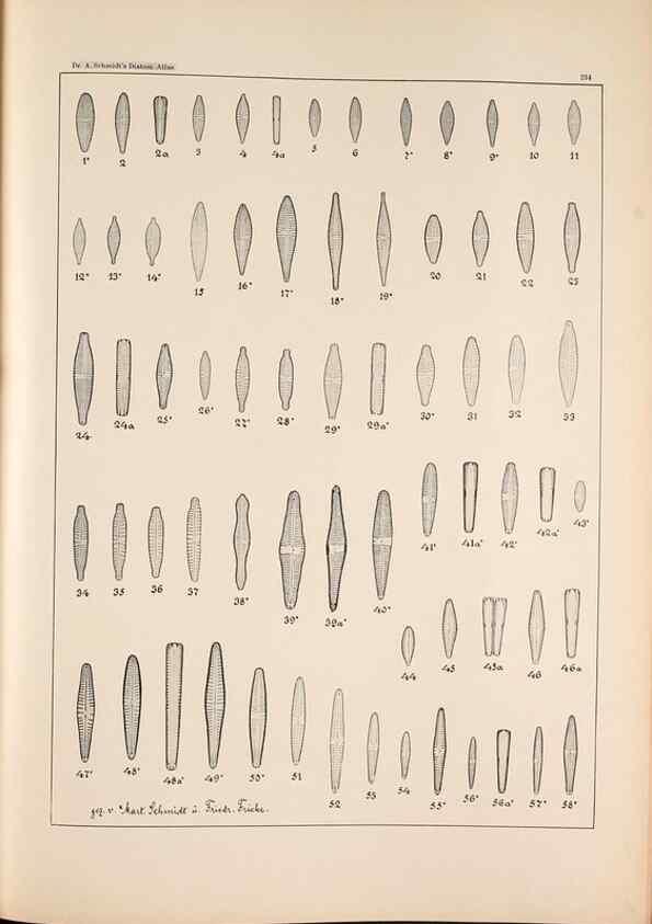 Reproducción/Reproduction 49385600941: Atlas der Diatomaceen-Kunde /. Leipzig :O.R. Reisland,[1874-19.. 