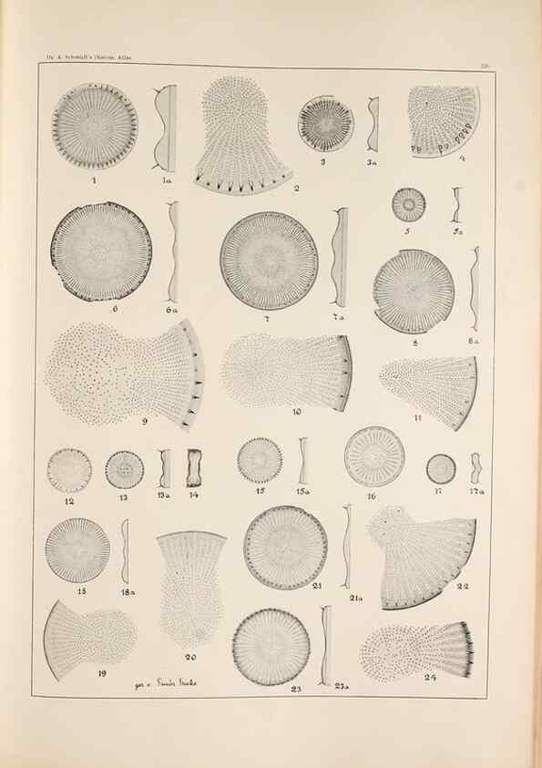 Reproducción/Reproduction 49385797207: Atlas der Diatomaceen-Kunde /. Leipzig :O.R. Reisland,[1874-19.. 