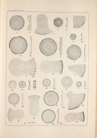 Reproducción/Reproduction 49385797207: Atlas der Diatomaceen-Kunde /. Leipzig :O.R. Reisland,[1874-19.. 