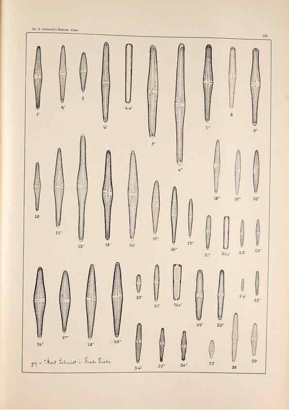 Reproducción/Reproduction 49385799977: Atlas der Diatomaceen-Kunde /. Leipzig :O.R. Reisland,[1874-19.. 