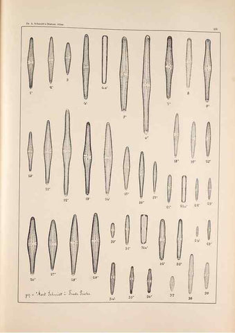 Reproducción/Reproduction 49385799977: Atlas der Diatomaceen-Kunde /. Leipzig :O.R. Reisland,[1874-19.. 
