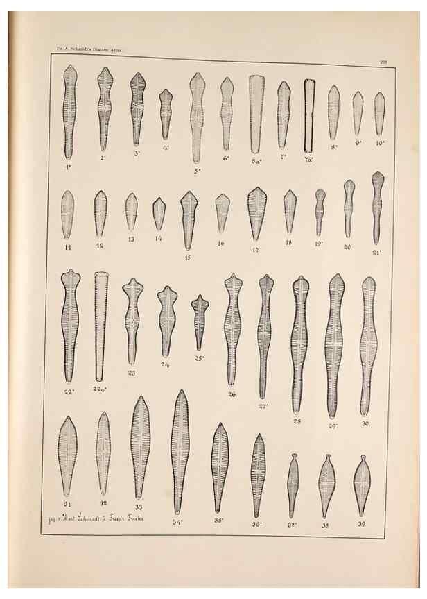 Reproducción/Reproduction 49385134903: Atlas der Diatomaceen-Kunde /. Leipzig :O.R. Reisland,[1874-19.. 