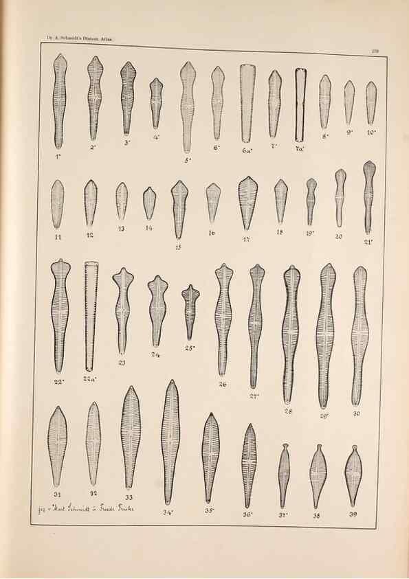 Reproducción/Reproduction 49385134903: Atlas der Diatomaceen-Kunde /. Leipzig :O.R. Reisland,[1874-19.. 