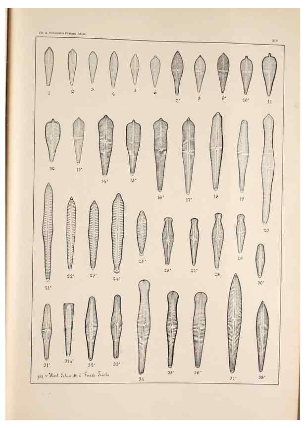 Reproducción/Reproduction 49385602441: Atlas der Diatomaceen-Kunde /. Leipzig :O.R. Reisland,[1874-19.. 