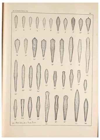 Reproducción/Reproduction 49385602441: Atlas der Diatomaceen-Kunde /. Leipzig :O.R. Reisland,[1874-19.. 