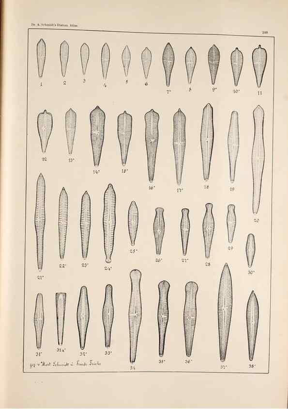 Reproducción/Reproduction 49385602441: Atlas der Diatomaceen-Kunde /. Leipzig :O.R. Reisland,[1874-19.. 