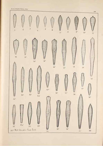 Reproducción/Reproduction 49385602441: Atlas der Diatomaceen-Kunde /. Leipzig :O.R. Reisland,[1874-19.. 