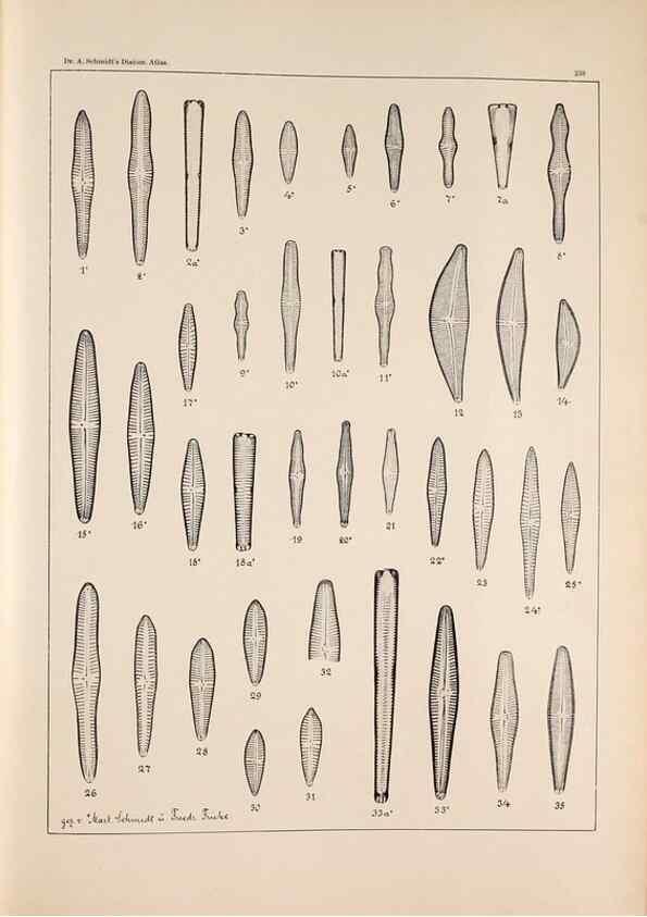 Reproducción/Reproduction 49385846147: Atlas der Diatomaceen-Kunde /. Leipzig :O.R. Reisland,[1874-19.. 