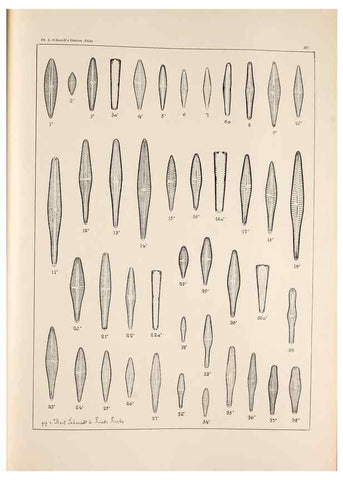 Reproducción/Reproduction 49385849317: Atlas der Diatomaceen-Kunde /. Leipzig :O.R. Reisland,[1874-19.. 