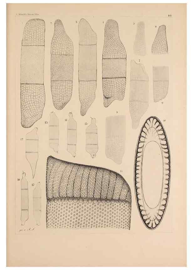 Reproducción/Reproduction 49385404243: Atlas der Diatomaceen-Kunde /. Leipzig :O.R. Reisland,[1874-19.. 