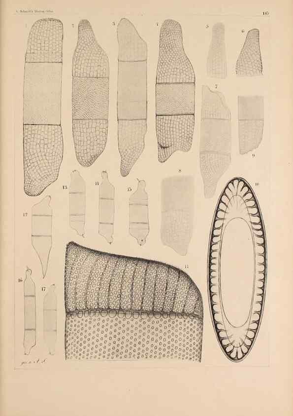 Reproducción/Reproduction 49385404243: Atlas der Diatomaceen-Kunde /. Leipzig :O.R. Reisland,[1874-19.. 