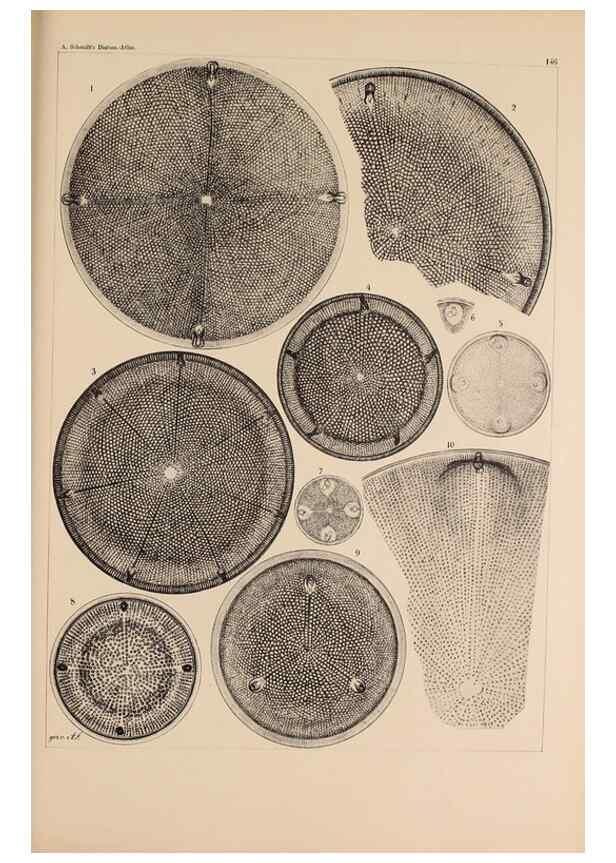 Reproducción/Reproduction 49386068857: Atlas der Diatomaceen-Kunde /. Leipzig :O.R. Reisland,[1874-19.. 