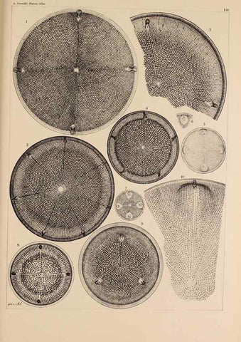 Reproducción/Reproduction 49386068857: Atlas der Diatomaceen-Kunde /. Leipzig :O.R. Reisland,[1874-19.. 