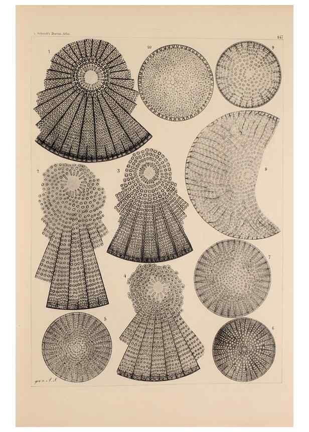Reproducción/Reproduction 49385404953: Atlas der Diatomaceen-Kunde /. Leipzig :O.R. Reisland,[1874-19.. 