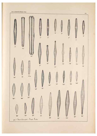 Reproducción/Reproduction 49385601536: Atlas der Diatomaceen-Kunde /. Leipzig :O.R. Reisland,[1874-19.. 
