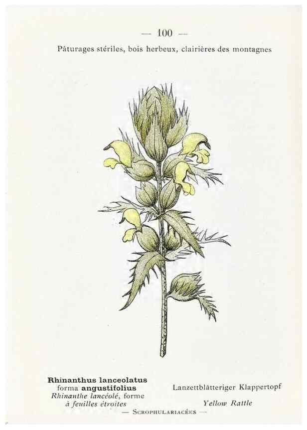 Reproducción/Reproduction 49345085823: Nouvelle flore coloriée de poche des Alpes et des Pyrénées.. Paris,Klincksieck,1906-1912.. 