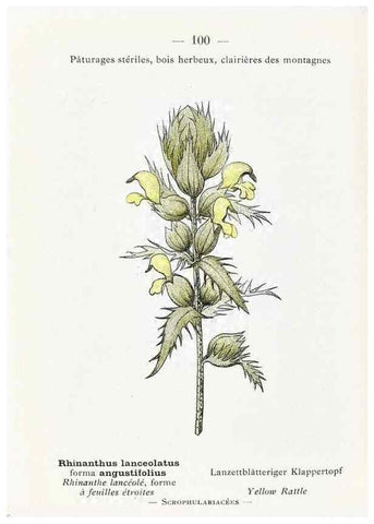 Reproducción/Reproduction 49345085823: Nouvelle flore coloriée de poche des Alpes et des Pyrénées.. Paris,Klincksieck,1906-1912.. 