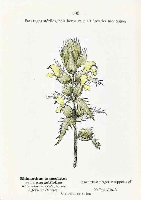 Reproducción/Reproduction 49345085823: Nouvelle flore coloriée de poche des Alpes et des Pyrénées.. Paris,Klincksieck,1906-1912.. 