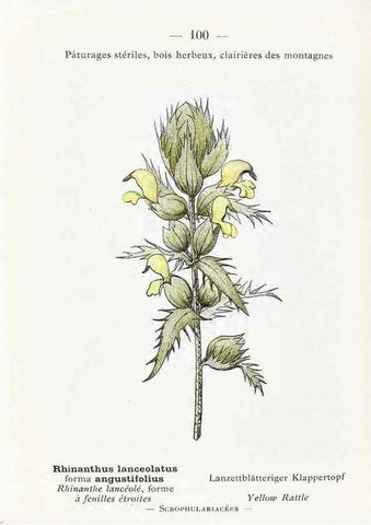 Reproducción/Reproduction 49345085823: Nouvelle flore coloriée de poche des Alpes et des Pyrénées.. Paris,Klincksieck,1906-1912.. 