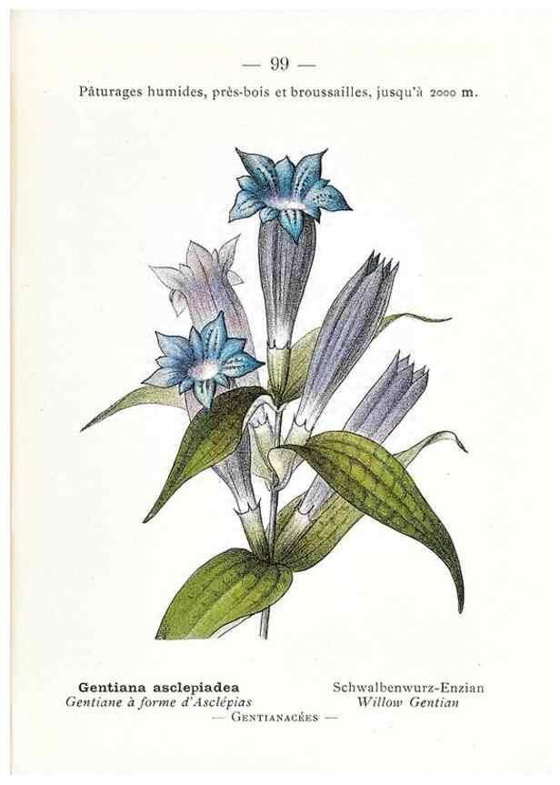 Reproducción/Reproduction 49345758582: Nouvelle flore coloriée de poche des Alpes et des Pyrénées.. Paris,Klincksieck,1906-1912.. 