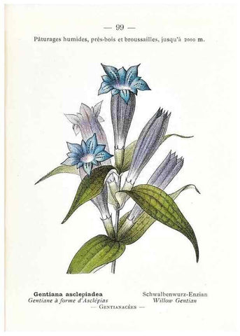 Reproducción/Reproduction 49345758582: Nouvelle flore coloriée de poche des Alpes et des Pyrénées.. Paris,Klincksieck,1906-1912.. 