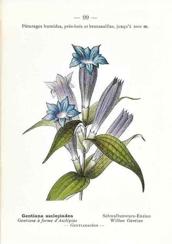 Reproducción/Reproduction 49345758582: Nouvelle flore coloriée de poche des Alpes et des Pyrénées.. Paris,Klincksieck,1906-1912.. 