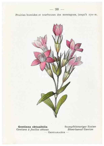 Reproducción/Reproduction 49345085013: Nouvelle flore coloriée de poche des Alpes et des Pyrénées.. Paris,Klincksieck,1906-1912.. 