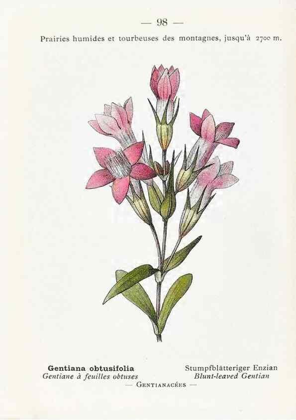 Reproducción/Reproduction 49345085013: Nouvelle flore coloriée de poche des Alpes et des Pyrénées.. Paris,Klincksieck,1906-1912.. 