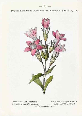 Reproducción/Reproduction 49345085013: Nouvelle flore coloriée de poche des Alpes et des Pyrénées.. Paris,Klincksieck,1906-1912.. 