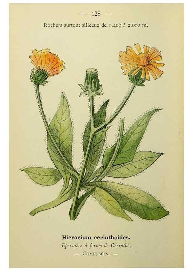 Reproducción/Reproduction 49345552532: Nouvelle flore coloriée de poche des Alpes et des Pyrénées.. Paris,Klincksieck,1906-1912.. 