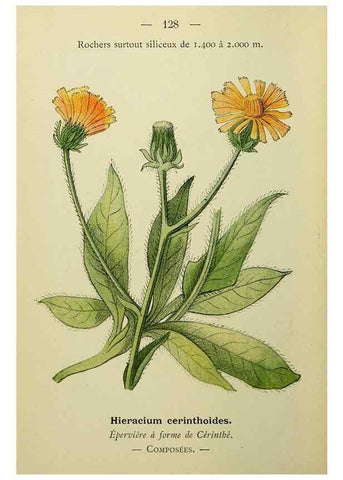 Reproducción/Reproduction 49345552532: Nouvelle flore coloriée de poche des Alpes et des Pyrénées.. Paris,Klincksieck,1906-1912.. 