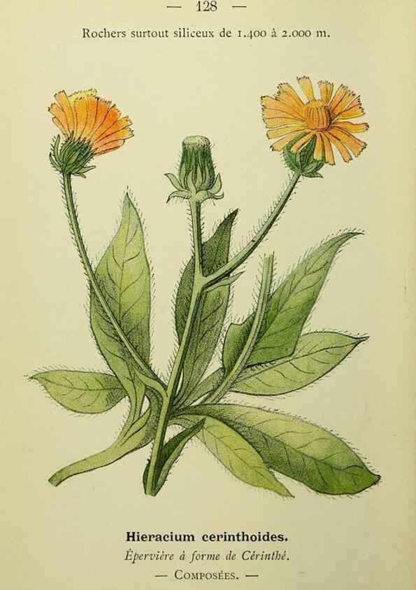 Reproducción/Reproduction 49345552532: Nouvelle flore coloriée de poche des Alpes et des Pyrénées.. Paris,Klincksieck,1906-1912.. 