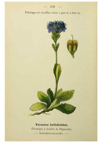 Reproducción/Reproduction 49344878213: Nouvelle flore coloriée de poche des Alpes et des Pyrénées.. Paris,Klincksieck,1906-1912.. 