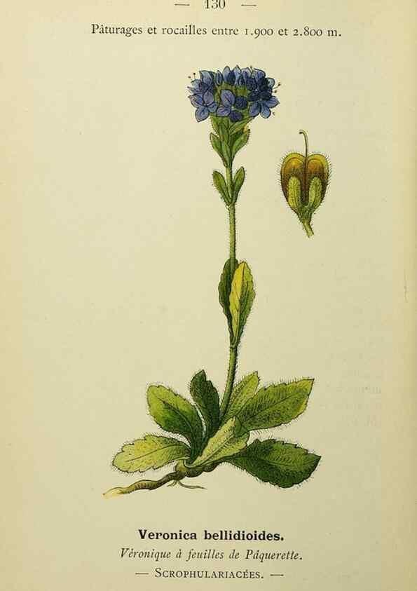Reproducción/Reproduction 49344878213: Nouvelle flore coloriée de poche des Alpes et des Pyrénées.. Paris,Klincksieck,1906-1912.. 