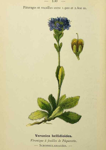 Reproducción/Reproduction 49344878213: Nouvelle flore coloriée de poche des Alpes et des Pyrénées.. Paris,Klincksieck,1906-1912.. 
