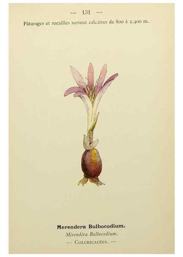 Reproducción/Reproduction 49344878728: Nouvelle flore coloriée de poche des Alpes et des Pyrénées.. Paris,Klincksieck,1906-1912.. 