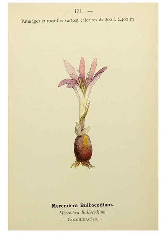 Reproducción/Reproduction 49344878728: Nouvelle flore coloriée de poche des Alpes et des Pyrénées.. Paris,Klincksieck,1906-1912.. 