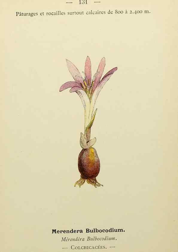 Reproducción/Reproduction 49344878728: Nouvelle flore coloriée de poche des Alpes et des Pyrénées.. Paris,Klincksieck,1906-1912.. 