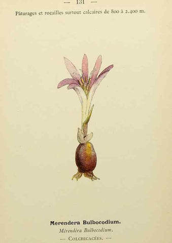 Reproducción/Reproduction 49344878728: Nouvelle flore coloriée de poche des Alpes et des Pyrénées.. Paris,Klincksieck,1906-1912.. 