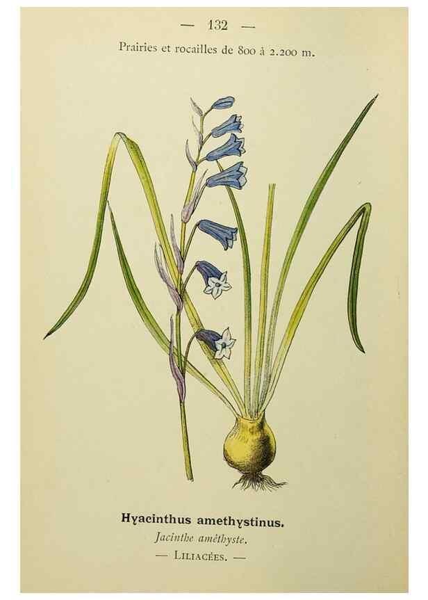 Reproducción/Reproduction 49345553727: Nouvelle flore coloriée de poche des Alpes et des Pyrénées.. Paris,Klincksieck,1906-1912.. 