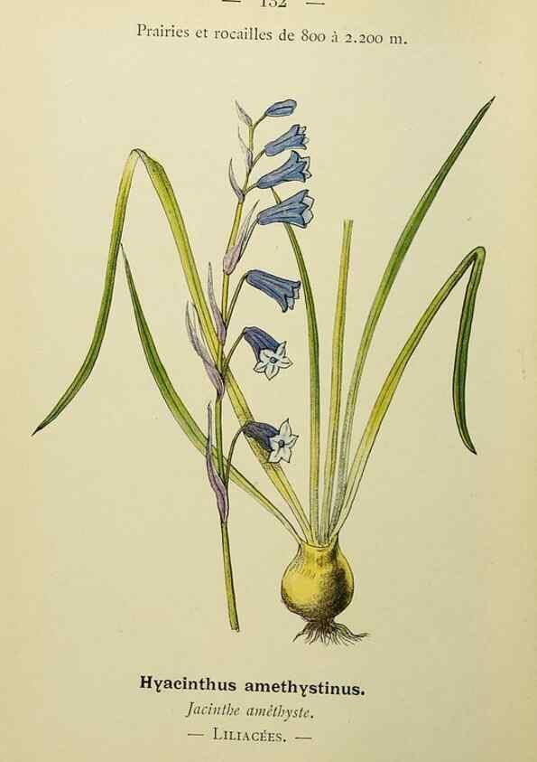 Reproducción/Reproduction 49345553727: Nouvelle flore coloriée de poche des Alpes et des Pyrénées.. Paris,Klincksieck,1906-1912.. 