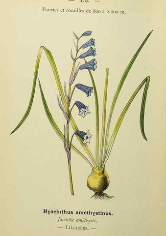 Reproducción/Reproduction 49345553727: Nouvelle flore coloriée de poche des Alpes et des Pyrénées.. Paris,Klincksieck,1906-1912.. 