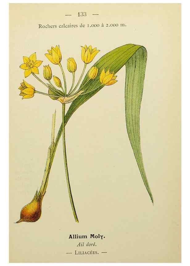 Reproducción/Reproduction 49345339886: Nouvelle flore coloriée de poche des Alpes et des Pyrénées.. Paris,Klincksieck,1906-1912.. 