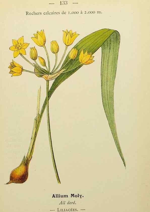 Reproducción/Reproduction 49345339886: Nouvelle flore coloriée de poche des Alpes et des Pyrénées.. Paris,Klincksieck,1906-1912.. 