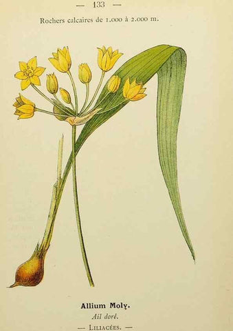 Reproducción/Reproduction 49345339886: Nouvelle flore coloriée de poche des Alpes et des Pyrénées.. Paris,Klincksieck,1906-1912.. 
