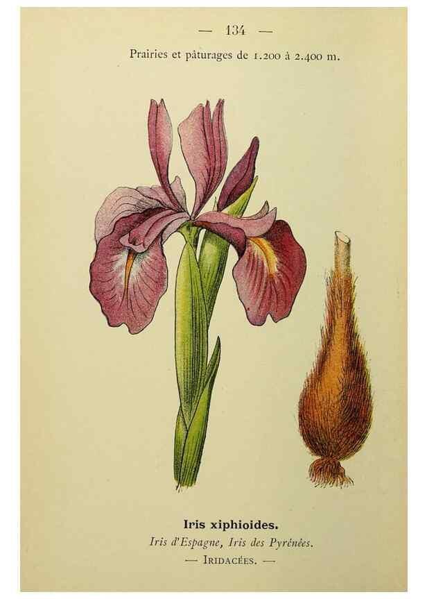 Reproducción/Reproduction 49345340371: Nouvelle flore coloriée de poche des Alpes et des Pyrénées.. Paris,Klincksieck,1906-1912.. 