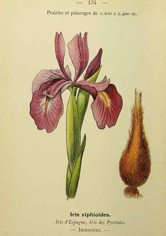 Reproducción/Reproduction 49345340371: Nouvelle flore coloriée de poche des Alpes et des Pyrénées.. Paris,Klincksieck,1906-1912.. 