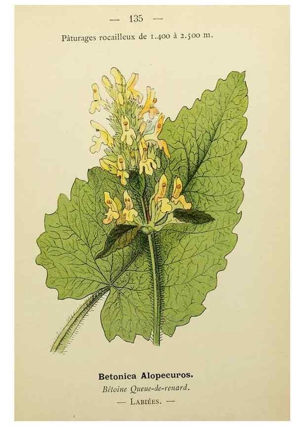 Reproducción/Reproduction 49344880703: Nouvelle flore coloriée de poche des Alpes et des Pyrénées.. Paris,Klincksieck,1906-1912.. 