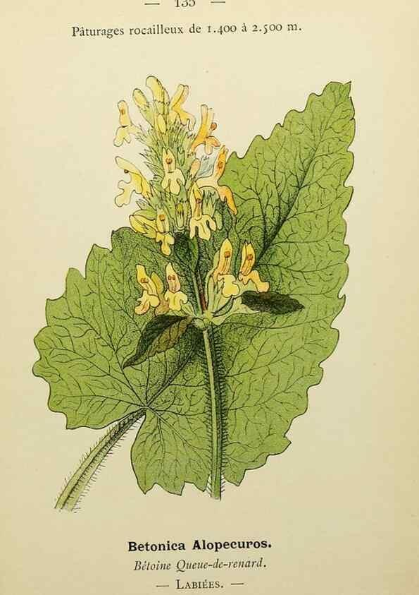 Reproducción/Reproduction 49344880703: Nouvelle flore coloriée de poche des Alpes et des Pyrénées.. Paris,Klincksieck,1906-1912.. 